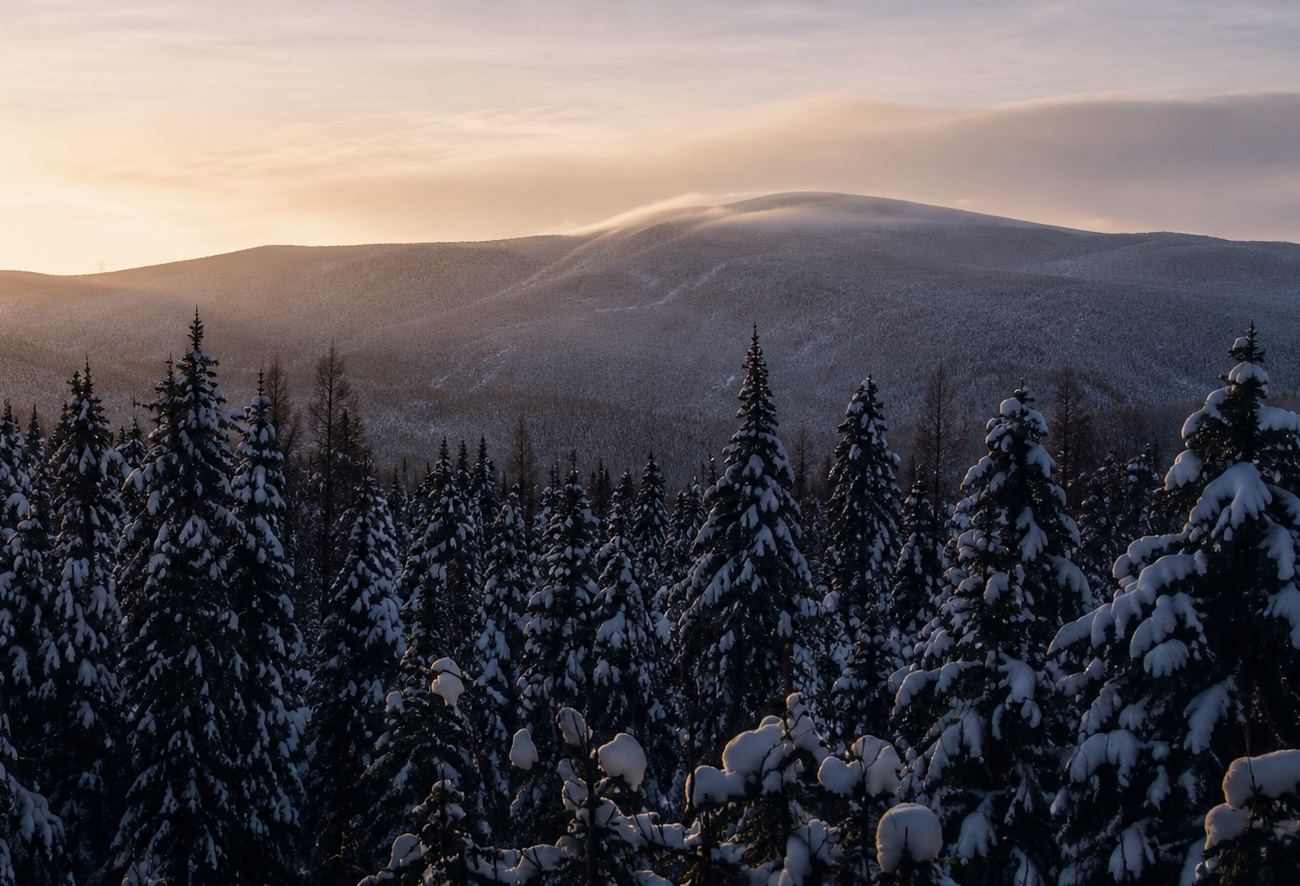 Snow-covered spruce forest and winter mountains at warm sunrise